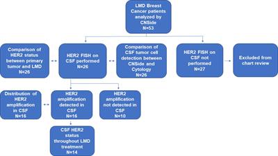 The HER2 flip-HER2 amplification of tumor cells in the cerebrospinal fluid of breast cancer patients with leptomeningeal disease: implications for treating the LM tumor with anti-HER2 therapy